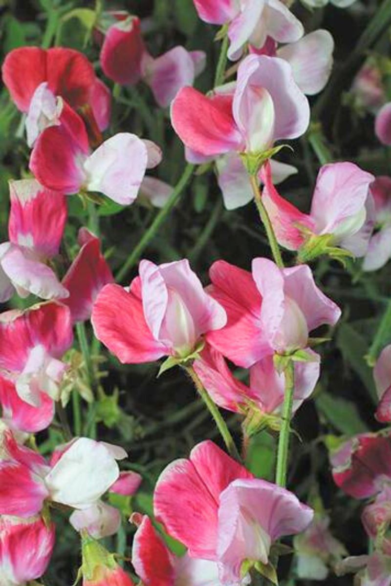 Renee's Garden Scented Sweet Peas Heirloom Painted Lady Seeds