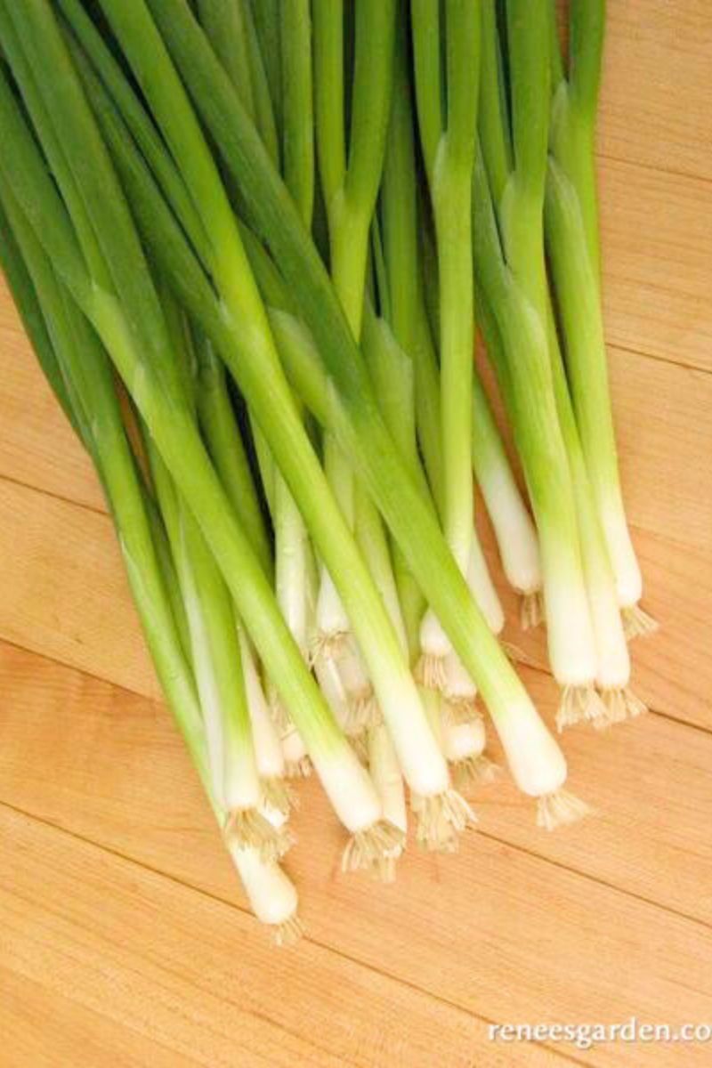 Renee's Garden Salad Scallions Parade Seeds