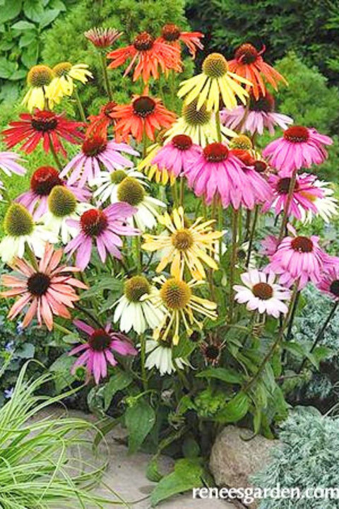 Renee's Garden Butterfly Flowers Paradise Mix Echinacea Seeds
