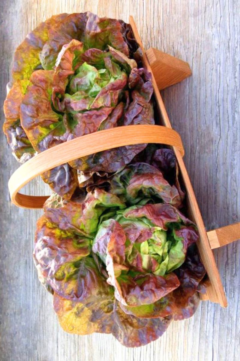 Renee's Garden Summer Bibb Lettuce Patty's Choice Organic Seeds