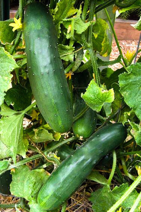 Renee's Garden Heirloom Slicing Cucumber Patty's Marketmore Organic Seeds