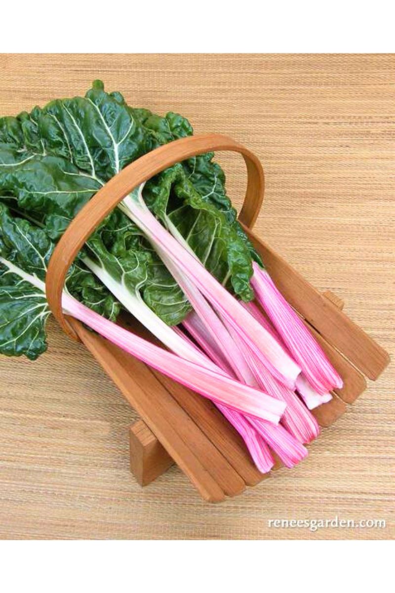 Renee's Garden Gourmet Chard Peppermint Stick Seeds