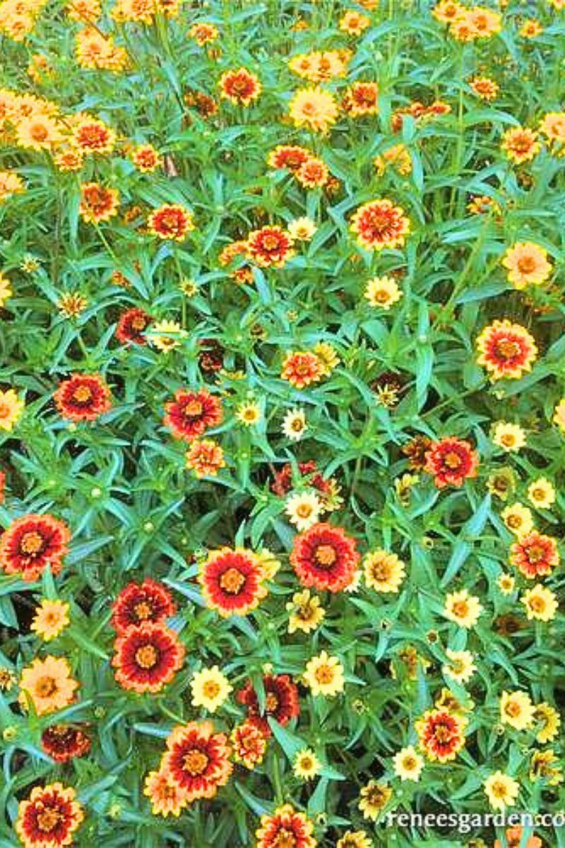 Renee's Garden Heirloom Butterfly Zinnias Persian Carpet Seeds