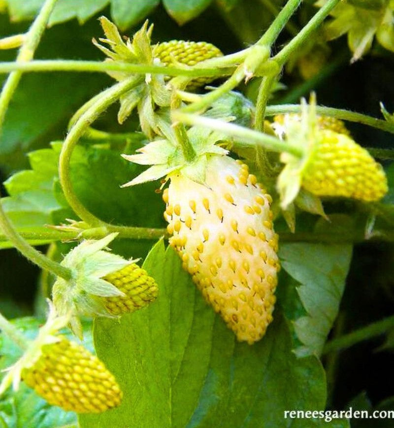 Renee's Garden Alpine Strawberries Heirloom Pineapple Seeds