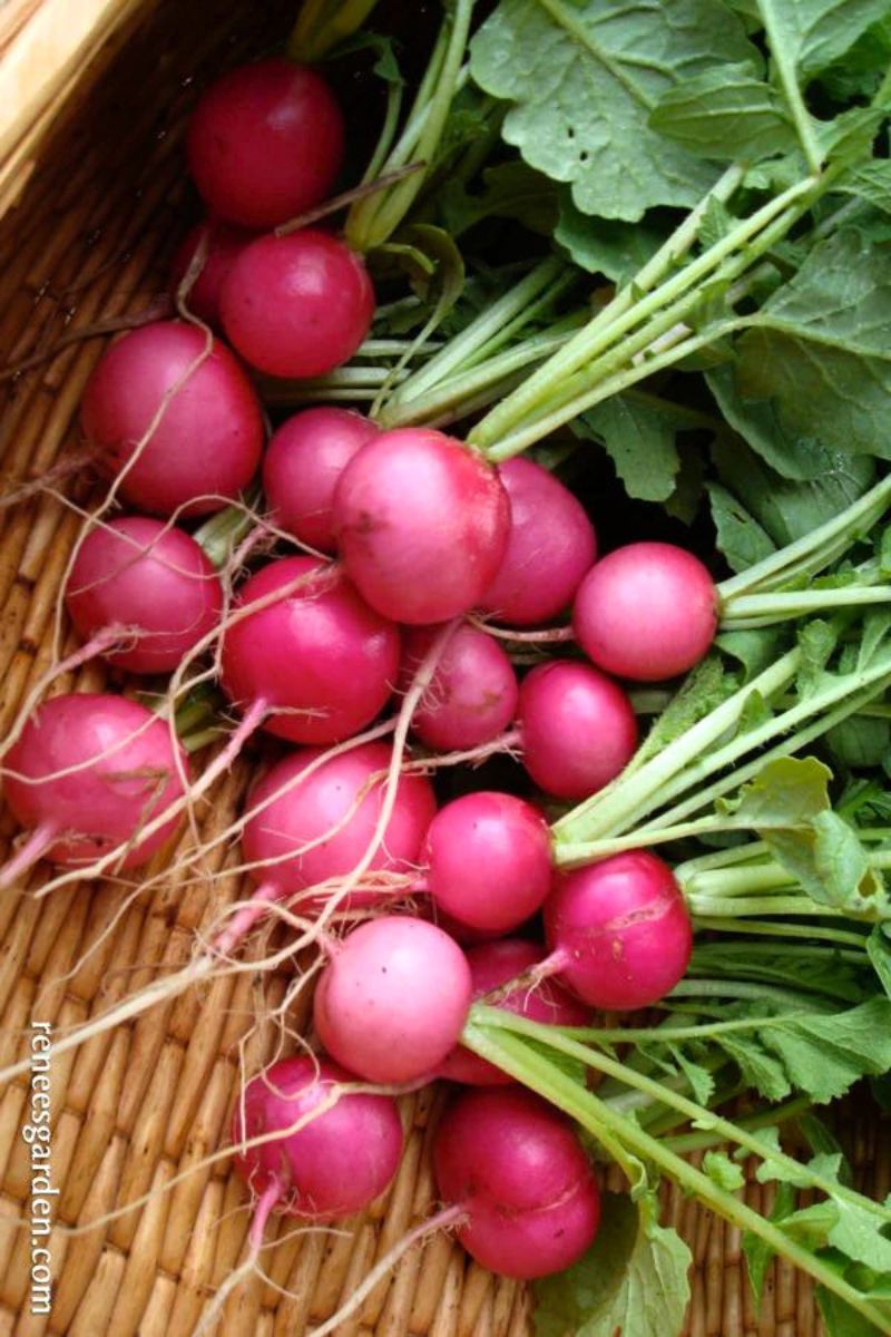 Renee's Garden Heirloom Radishes Pink Beauty Organic Seeds