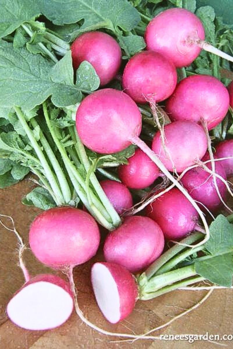 Renee's Garden Round Radishes Pink Punch Seeds