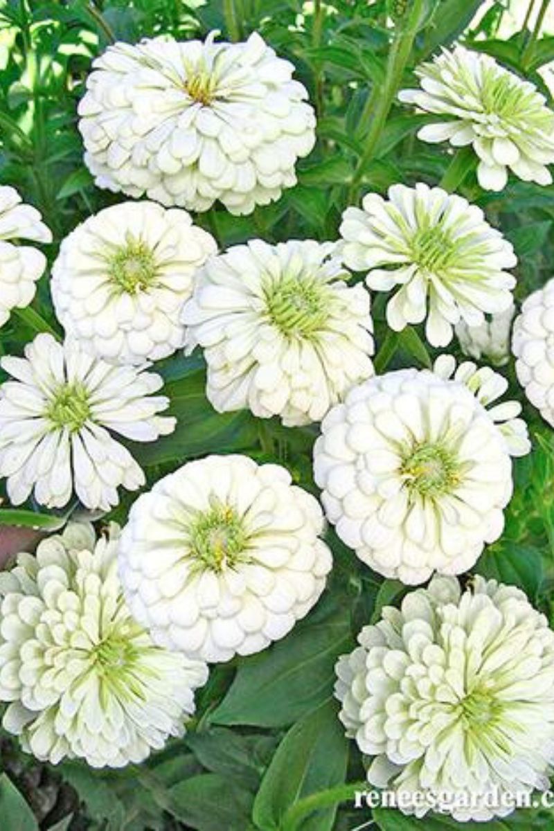 Renee's Garden Heirloom Butterfly Zinnias Polar Bear Seeds