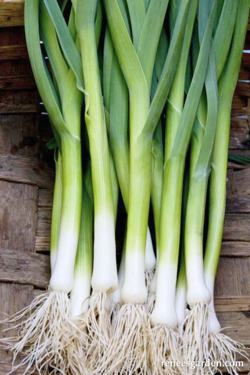 Renee's Garden French Baby Leeks Primor Seeds