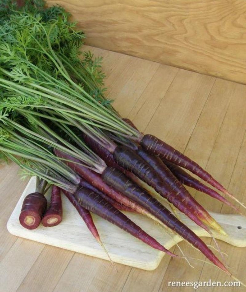 Renee's Garden Rainbow Carrots Purple Sun Seeds