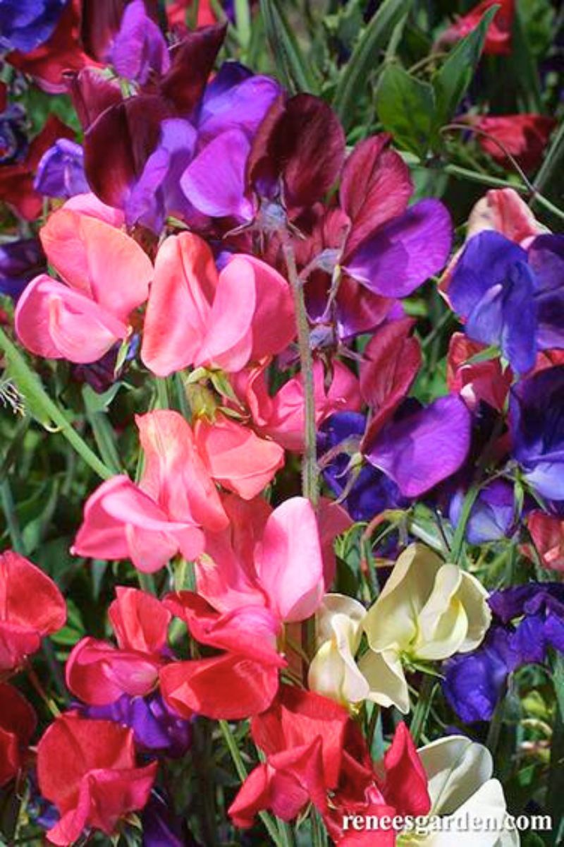 Renee's Garden Heirloom Sweet Peas Queen of the Night Seeds