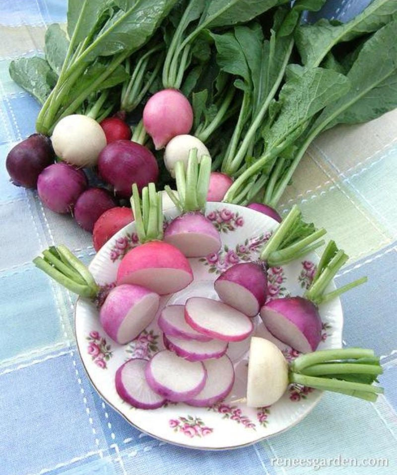 Renee's Garden Rainbow Radishes Easter Egg II Seeds