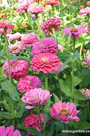 Renee's Garden Cutting Zinnias Raspberry Sorbet Seeds