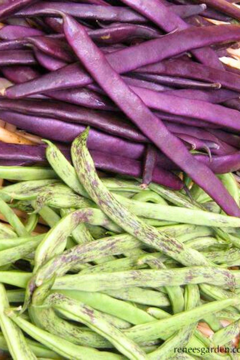 Renee's Garden Heirloom Pole Beans Rattlkesnake & Purple Pole Seeds