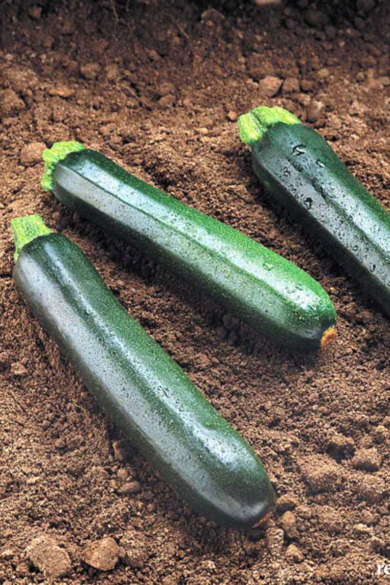 Renee's Garden Dark Green Zucchini Raven Seeds