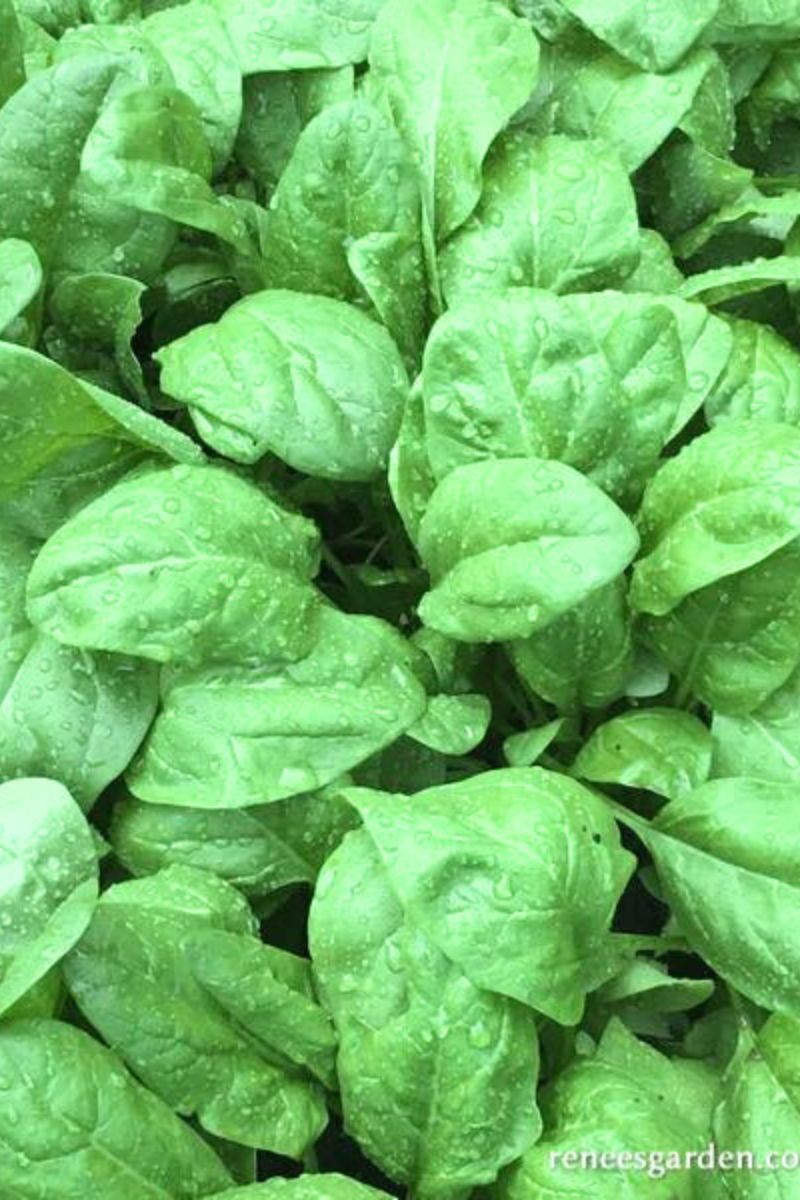 Renee's Garden Baby Salad Spinach Regiment Organic Seeds