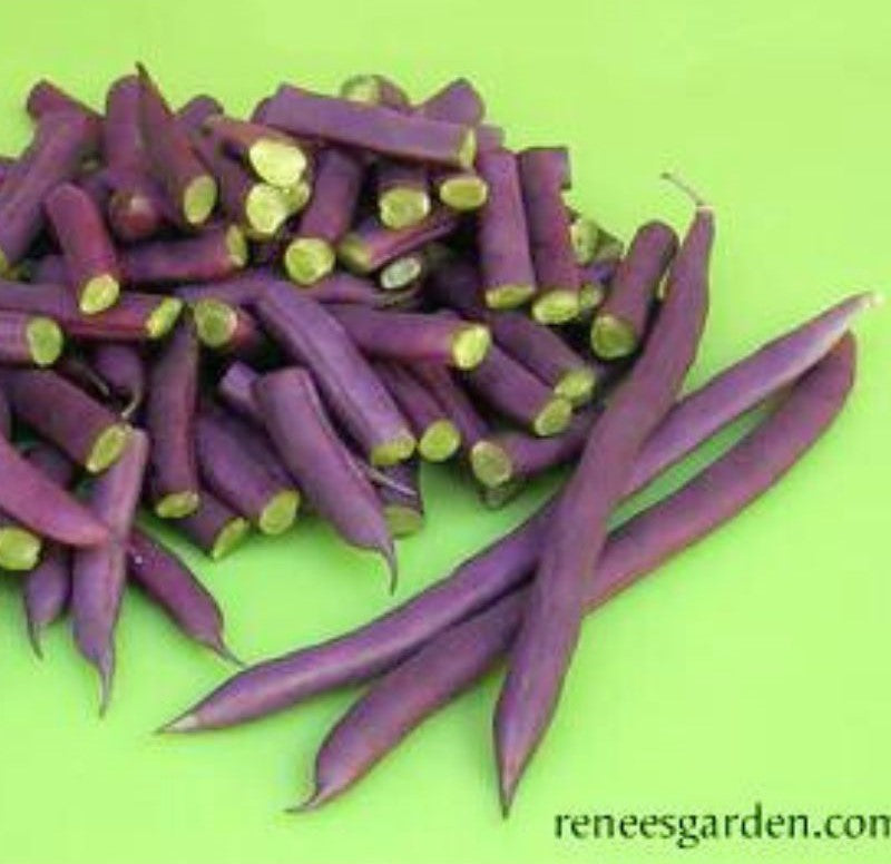 Renee's Garden Heirloom Pole Beans Rich Purple Pod Organic Seeds