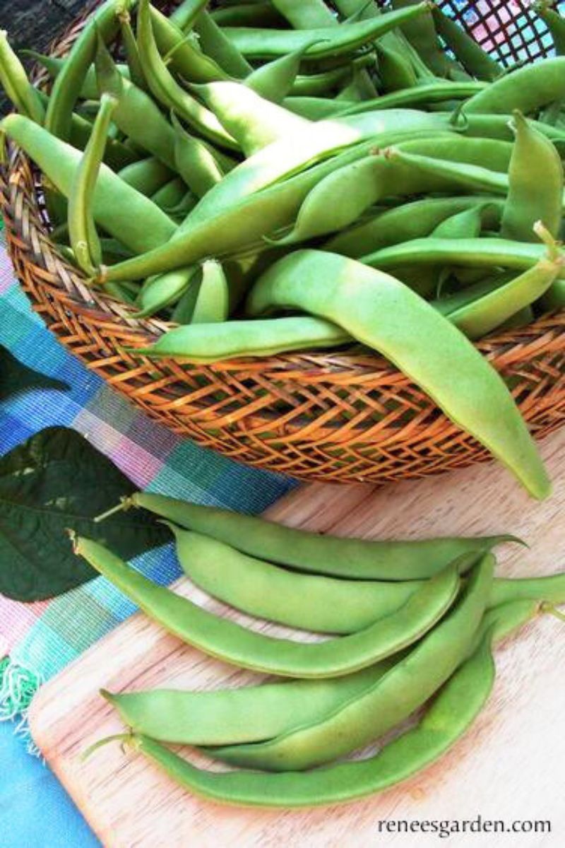 Renee's Garden Italian Bush Beans Roma Improved Seeds