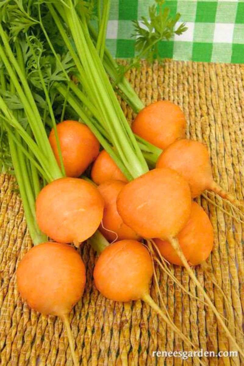 Renee's Garden Round Baby Carrots Romeo Seeds