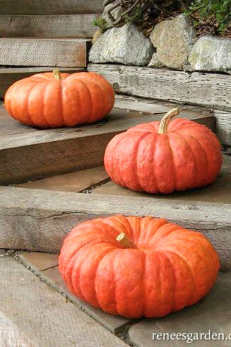 Renee's Garden Heirloom Pumpkins Rough Vif d' Etampas Organic Seeds