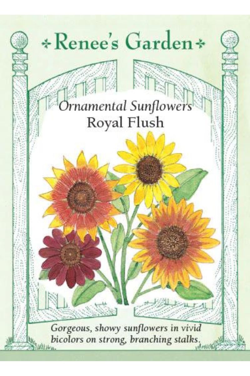 Renee's Garden Ornamental Sunflower Royal Flush Seeds