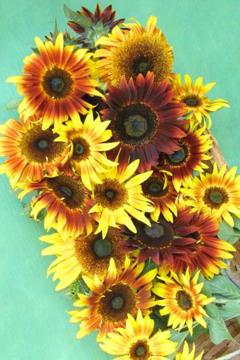 Renee's Garden Ornamental Sunflower Seeds - Thumbnail 3