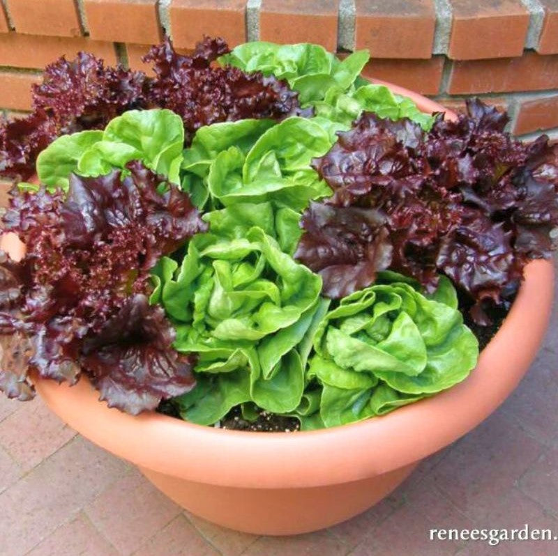 Renee's Garden Container lettuce Ruby & Enerald Duet Seeds