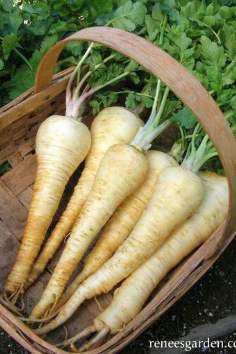 Renee's Garden English Parsnips Savour Seeds