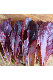 Renee's Garden Cutting Lettuce Sea of Red Seeds