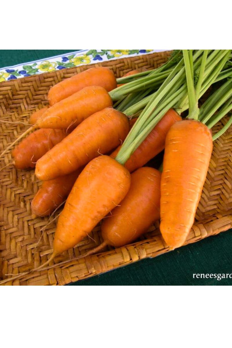 Renee's Garden Chantenay Carrots Short Stuff Organic Seeds
