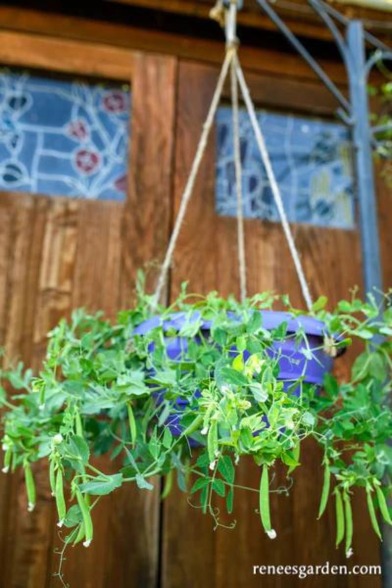 Renee's Garden Hanging Basket Snap Peas Snack Hero Seeds