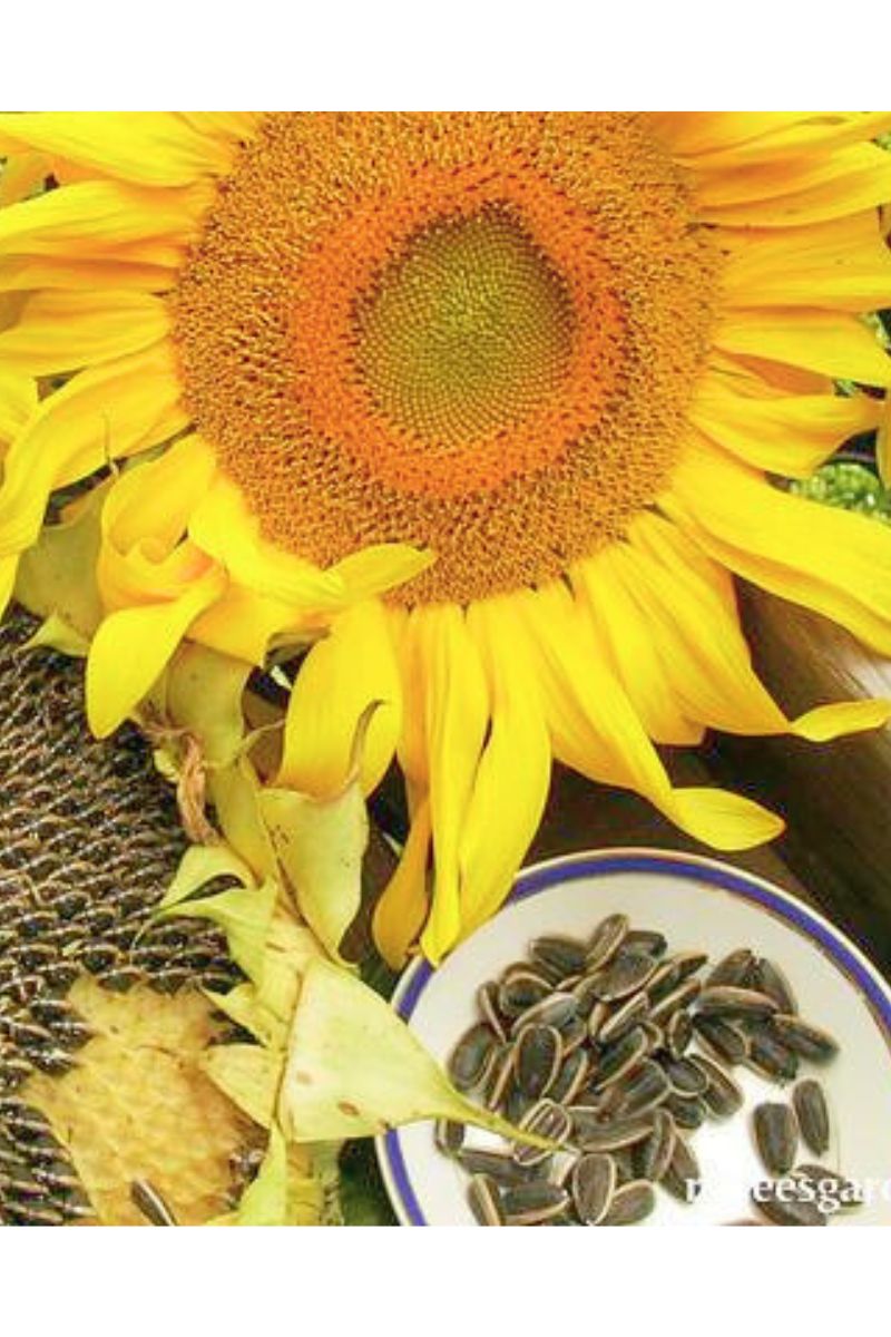 Renee's Garden Edible Sunflowers Snack Seed Seeds