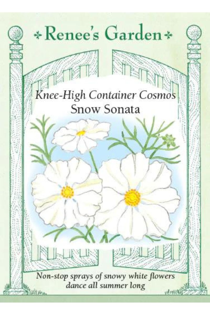 Renee's Garden Knee-High Container Cosmos Snow Sonata Seeds