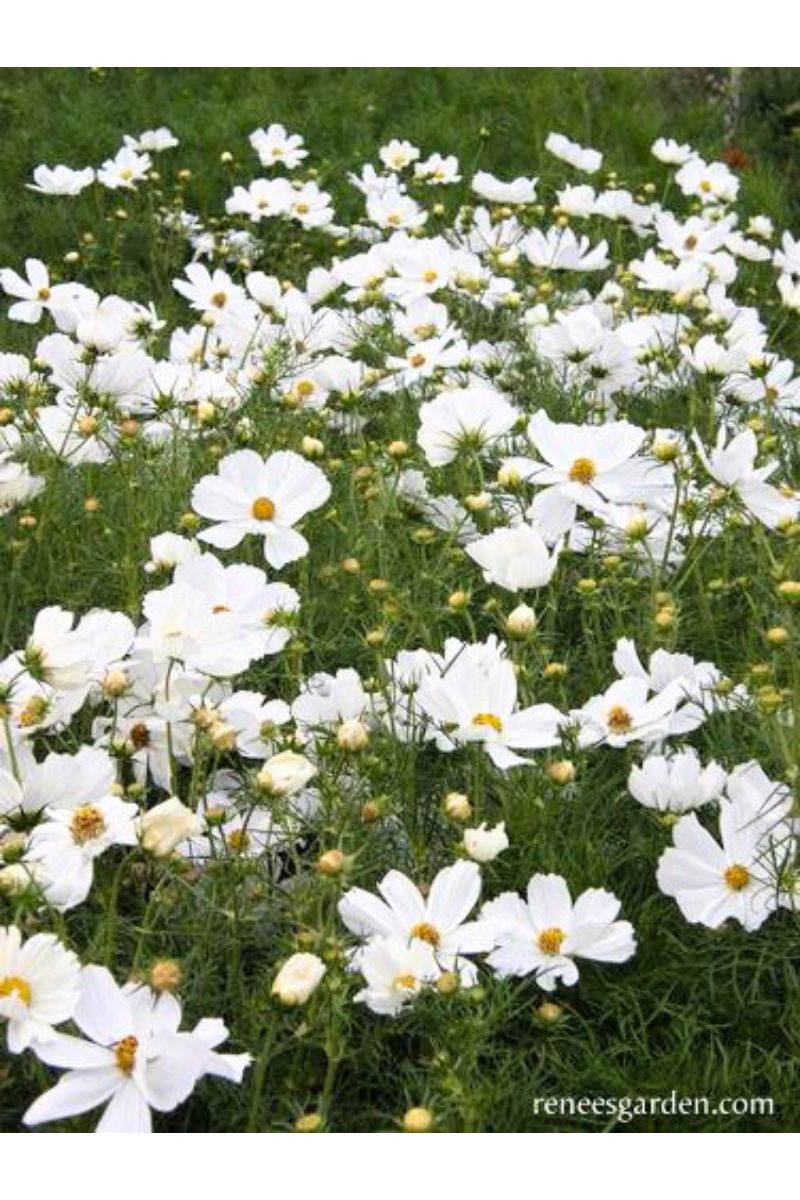 Renee's Garden Knee-High Container Cosmos Snow Sonata Seeds