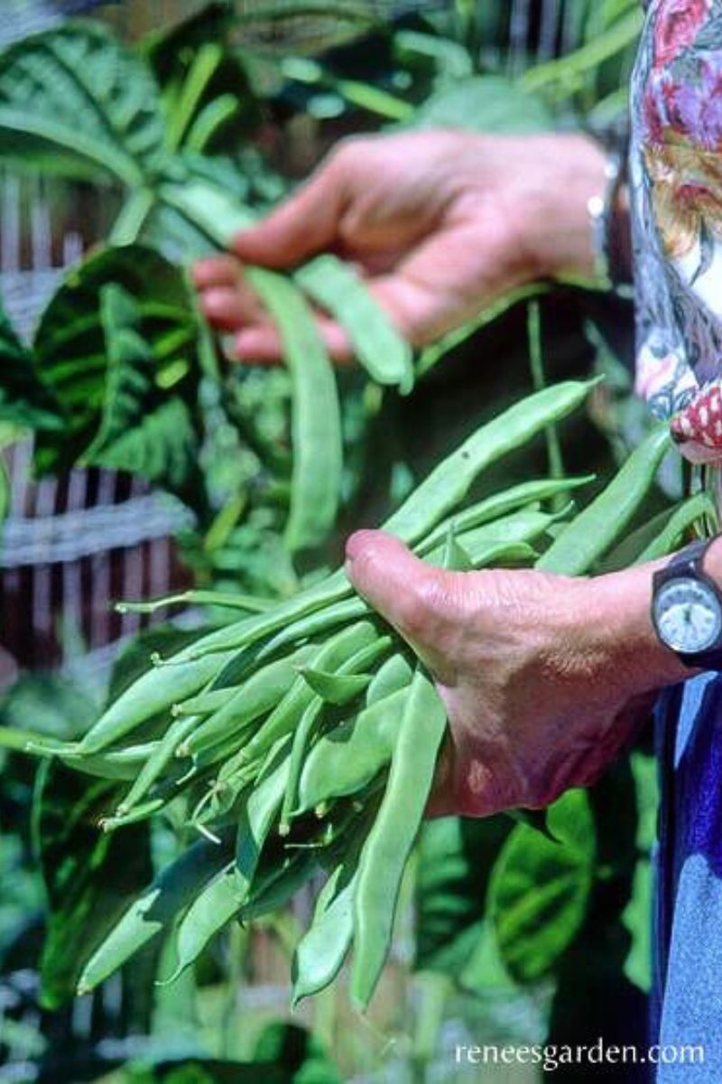 Renee's Garden Early Pole Beans Spanish Musica Seeds