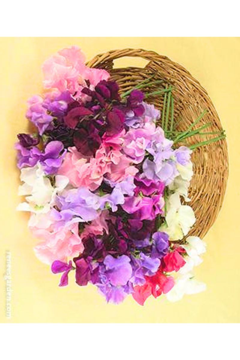 Renee's Garden Container Herbs White Ice Lavender Seeds