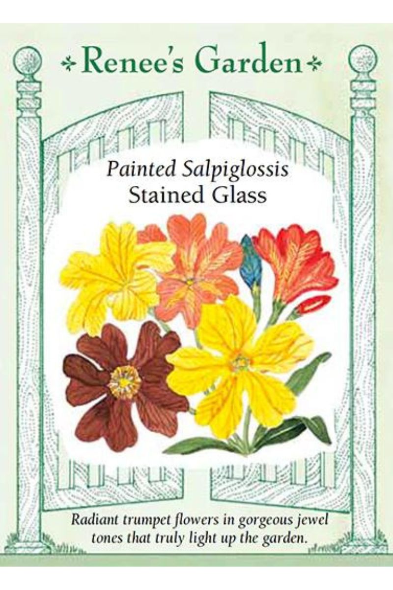 Renee's Garden Painted Salpiglossis Stained Glass Seeds