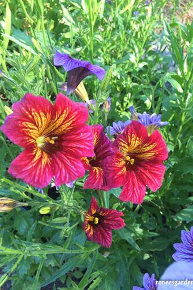 Renee's Garden Painted Salpiglossis Stained Glass Seeds