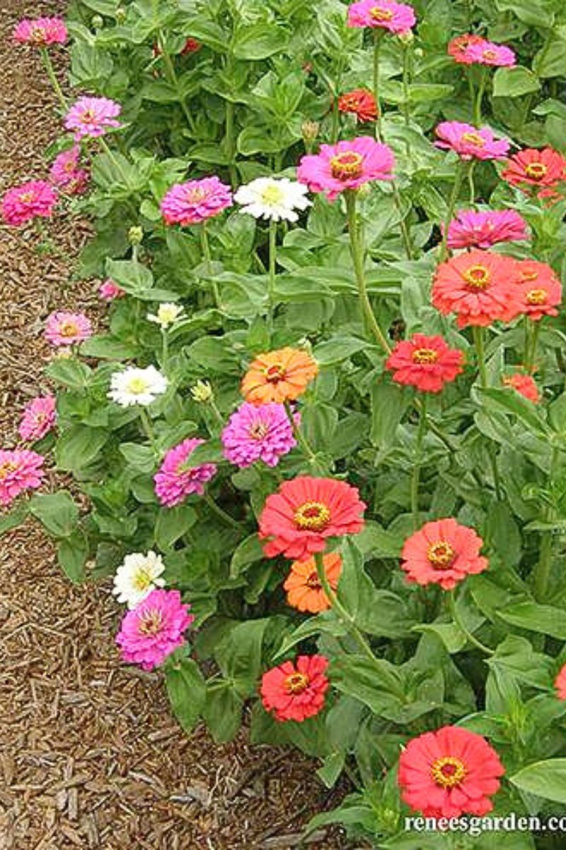 Renee's Garden Heirloom Butterfly Zinnia Mix State Fair Gold Medal Seeds