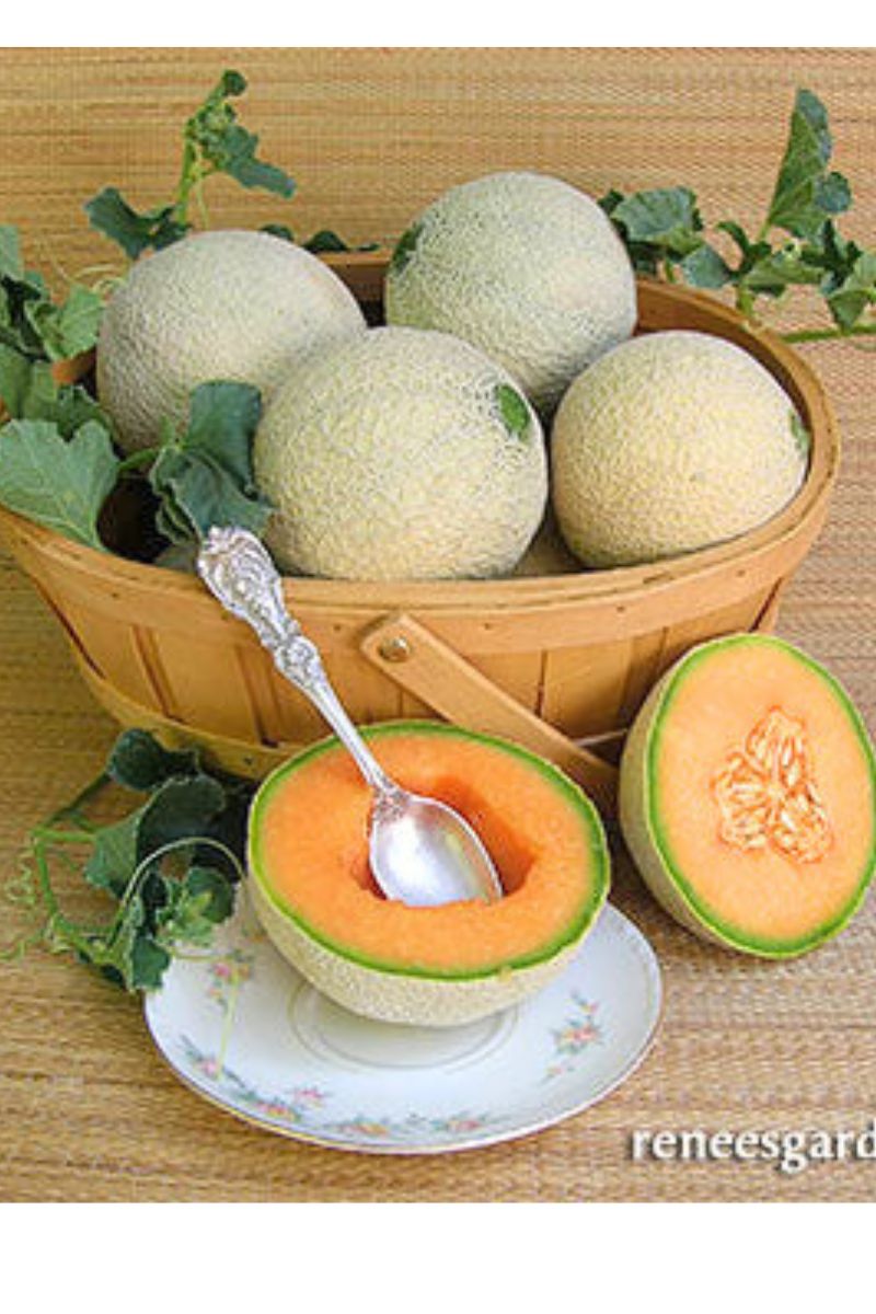 Renee's Garden Mini Cantaloupe Sugar Cube Seeds