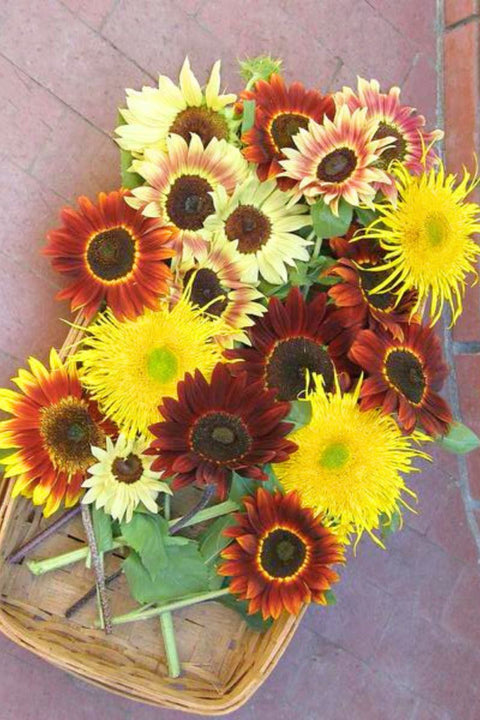 Renee's Garden Ornamental Sunflowers Sun Samba Seeds