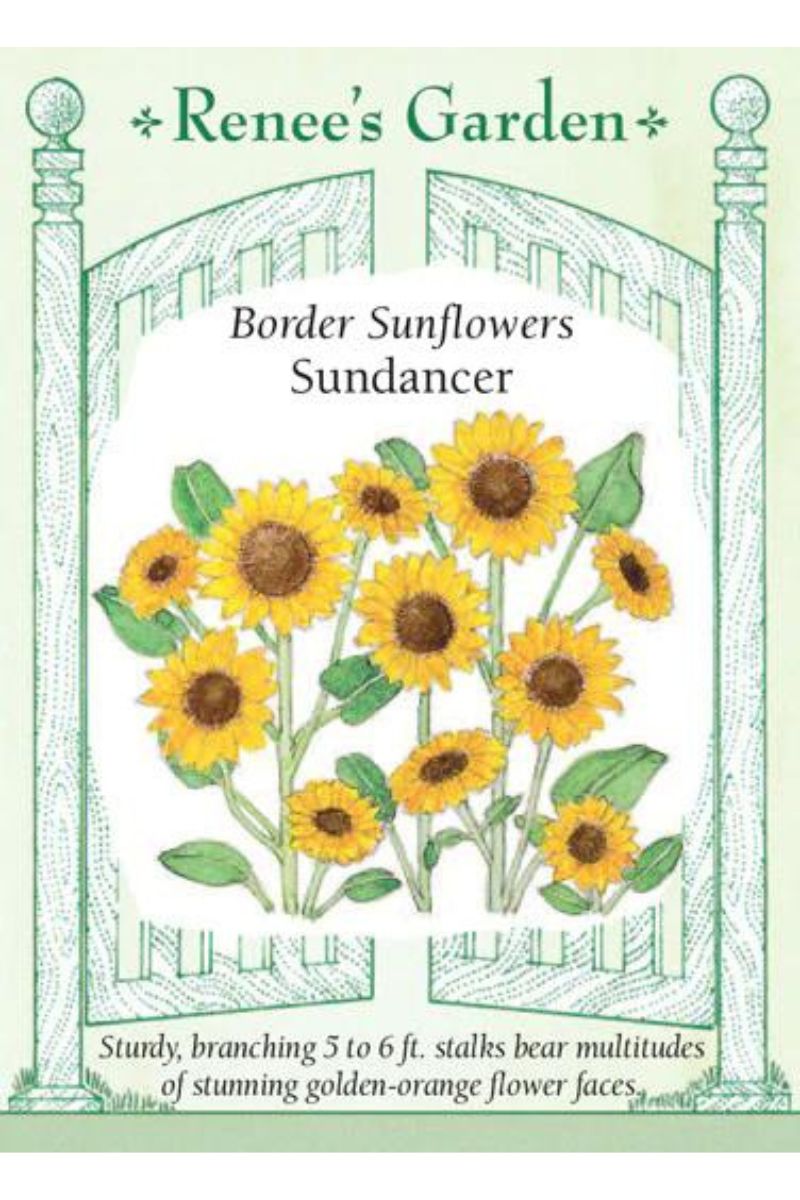 Renee's Garden Bvorder Sunflowers Sundancer Seeds