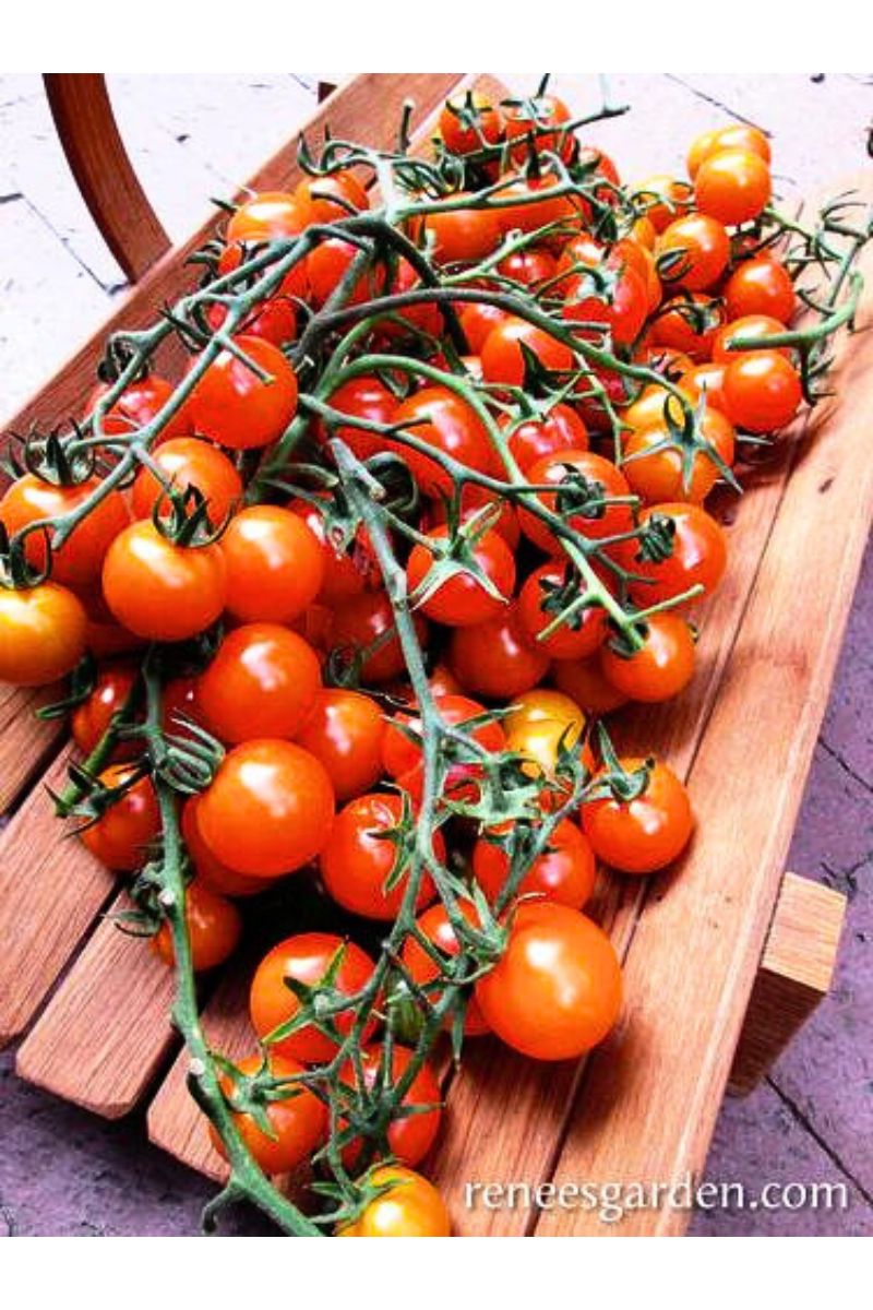 Renee's Garden Orange Cherry Tomatoes Sungold Seeds