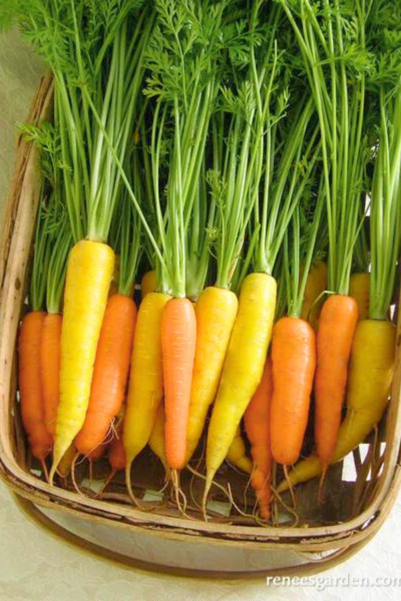 Renee's Garden Yellow & Orange Carrots Sunshine Mix Seeds