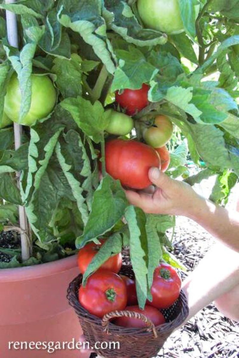 Renee's Garden Container Tomato Super Bush Seeds