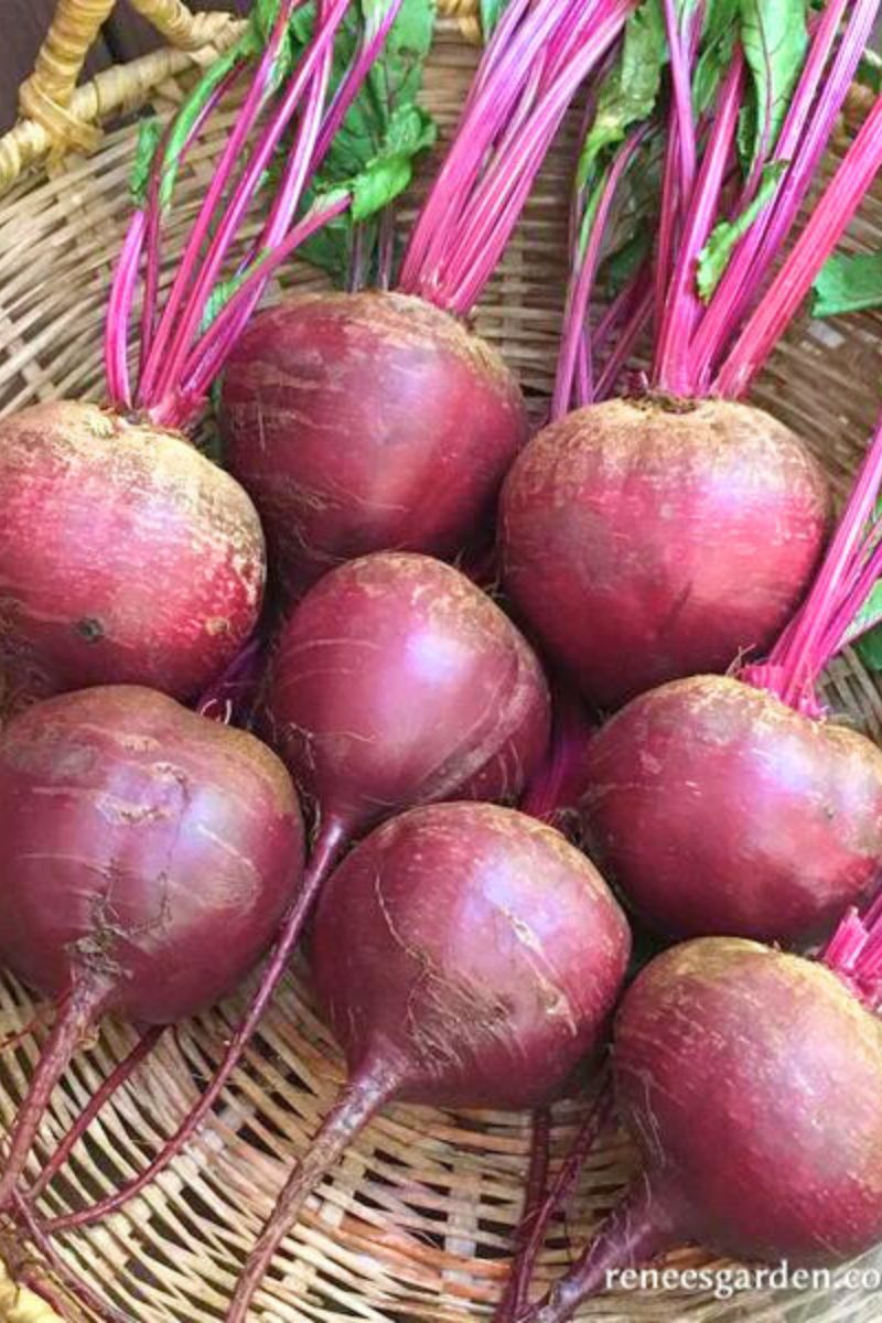 Renee's Garden Roasting Beets Sweet Merlin Seeds