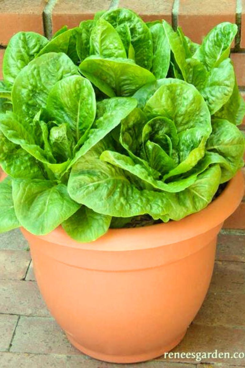 Renee's Garden Container Lettuce Sweetie Baby Romaine Seeds