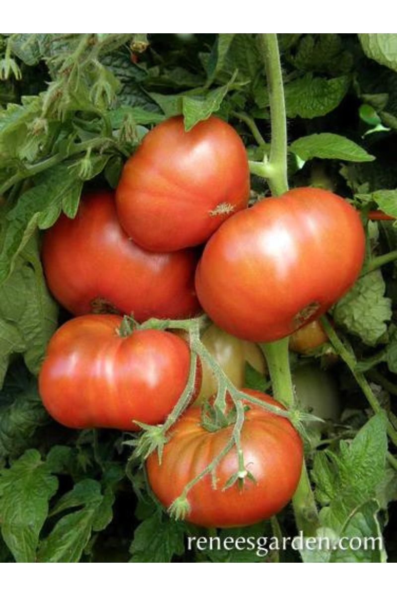 Renee's Garden Heirloom Container Tomatoes Tasmanian Chocolate Organic Seeds