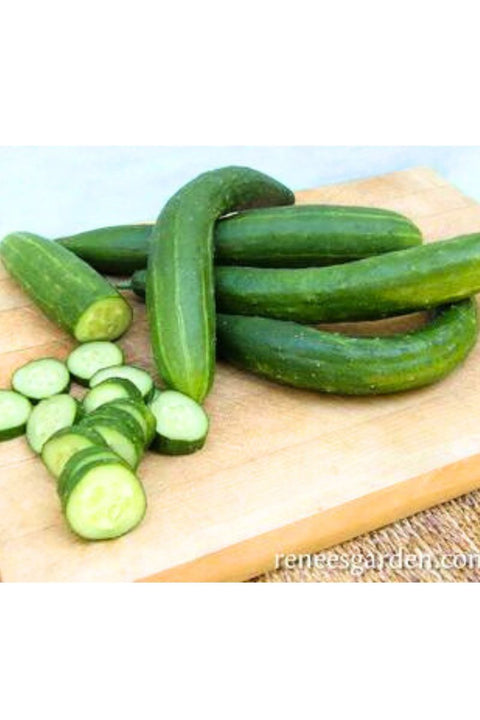 Renee's Garden Japanese Cucumber Tasty Green Seeds