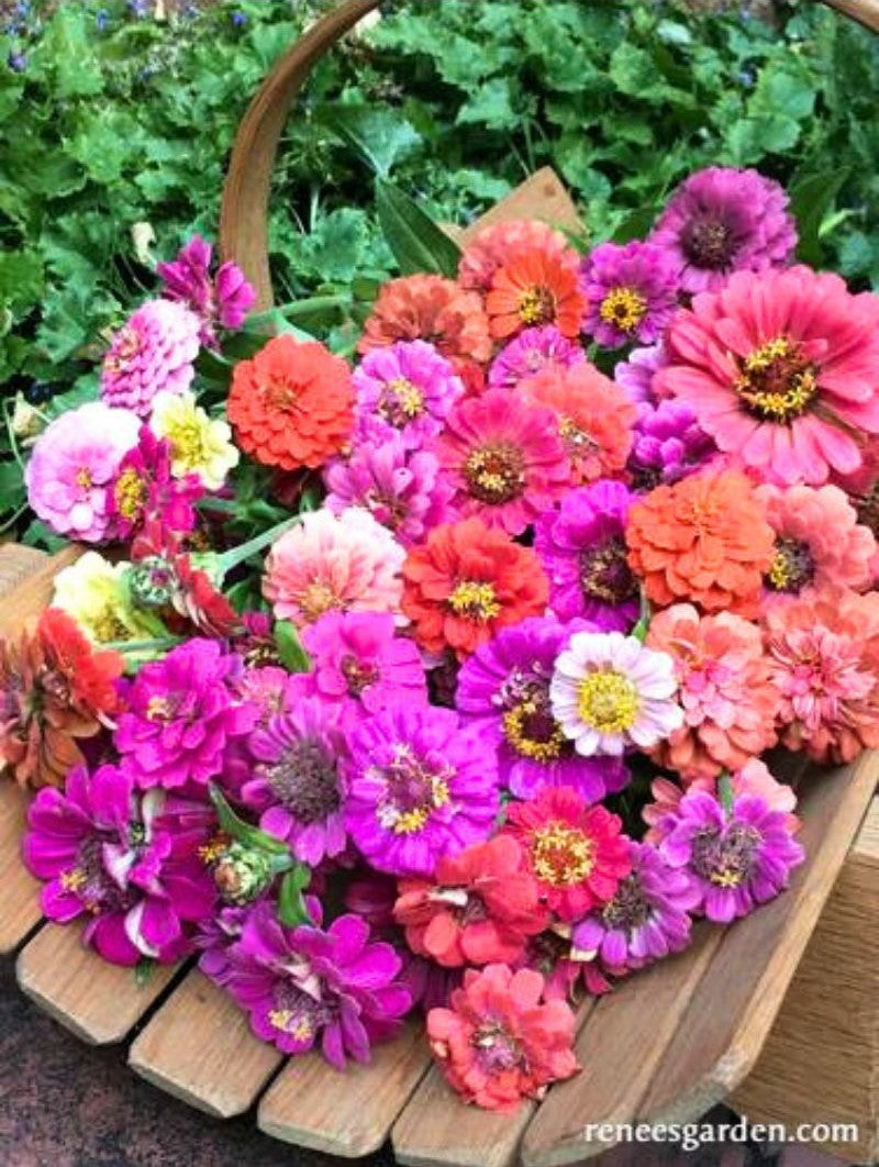Renee's Garden Heirloom Dwarf Zinnias Thumbelina Mix Seeds