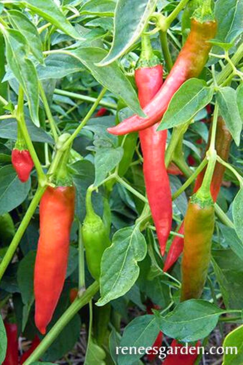 Renee's Garden Traditional Chile Pepers Tibetan Lhasa Seeds – Chalet